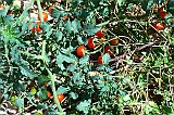 P1040040