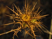 IMG_6829