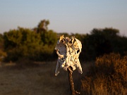 IMG_7396