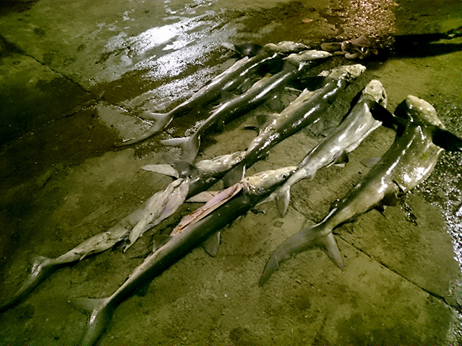 DSC_0882.jpg