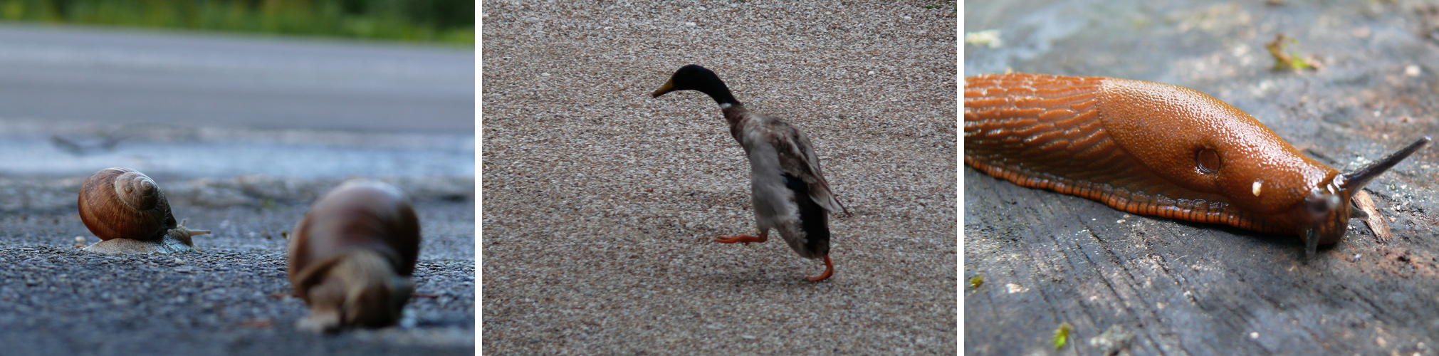P1110173242.jpg